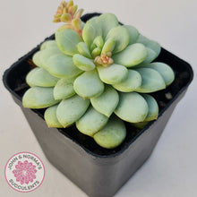 Load image into Gallery viewer, Pachyphytum Bubble Gum