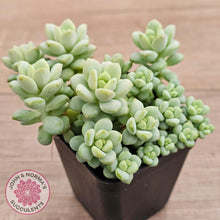 Load image into Gallery viewer, Pachyphytum Bubble Gum - Multi - John & Norma's Succulents Australia