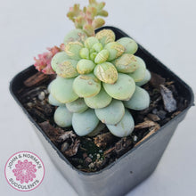 Load image into Gallery viewer, Pachyphytum Bubble Gum