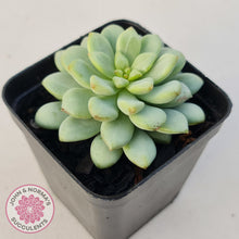 Load image into Gallery viewer, Pachyphytum Bubble Gum