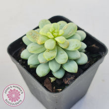 Load image into Gallery viewer, Pachyphytum Bubble Gum