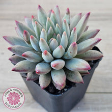 Load image into Gallery viewer, Pachyphytum 'Cherry'