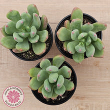 Load image into Gallery viewer, Pachyphytum 'Dr Cornelius'