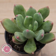Load image into Gallery viewer, Pachyphytum 'Dr Cornelius'