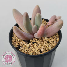 Load image into Gallery viewer, Pachysedum Ganzhou