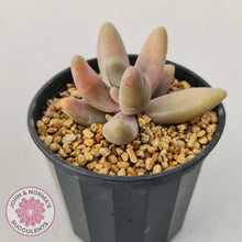 Load image into Gallery viewer, Pachysedum Ganzhou