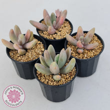 Load image into Gallery viewer, Pachysedum Ganzhou