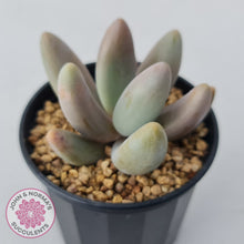 Load image into Gallery viewer, Pachysedum Ganzhou