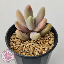 Load image into Gallery viewer, Pachysedum Ganzhou