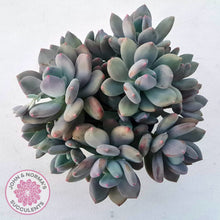 Load image into Gallery viewer, Pachyphytum garciae 'Green Apple'