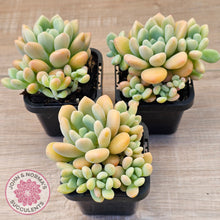 Load image into Gallery viewer, Pachyphytum 'Omega'