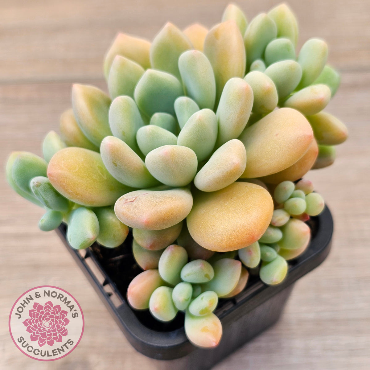 Pachyphytum 'Omega'