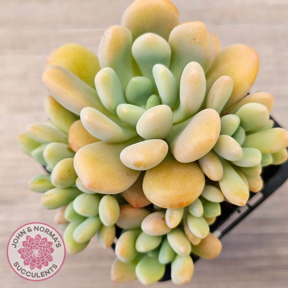 Pachyphytum 'Omega'