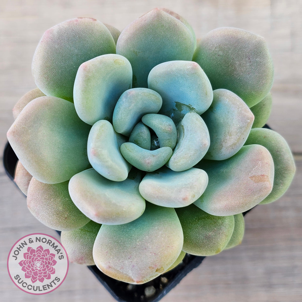 Pachyphytum 'Omega'