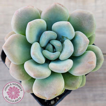 Load image into Gallery viewer, Pachyphytum 'Omega'
