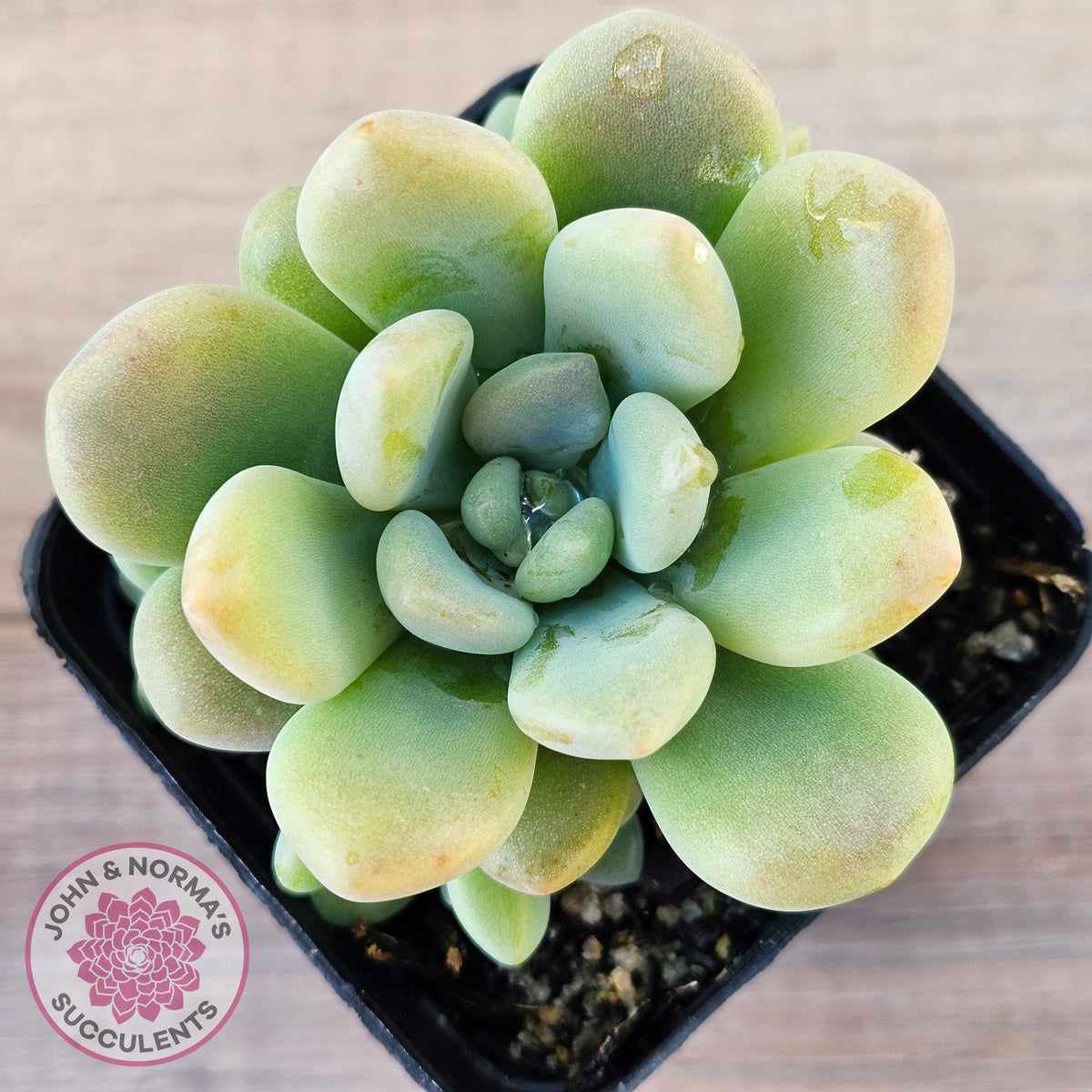Pachyphytum 'Omega'