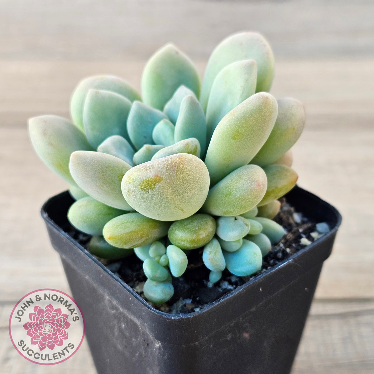 Pachyphytum 'Omega'