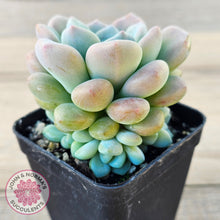 Load image into Gallery viewer, Pachyphytum 'Omega'