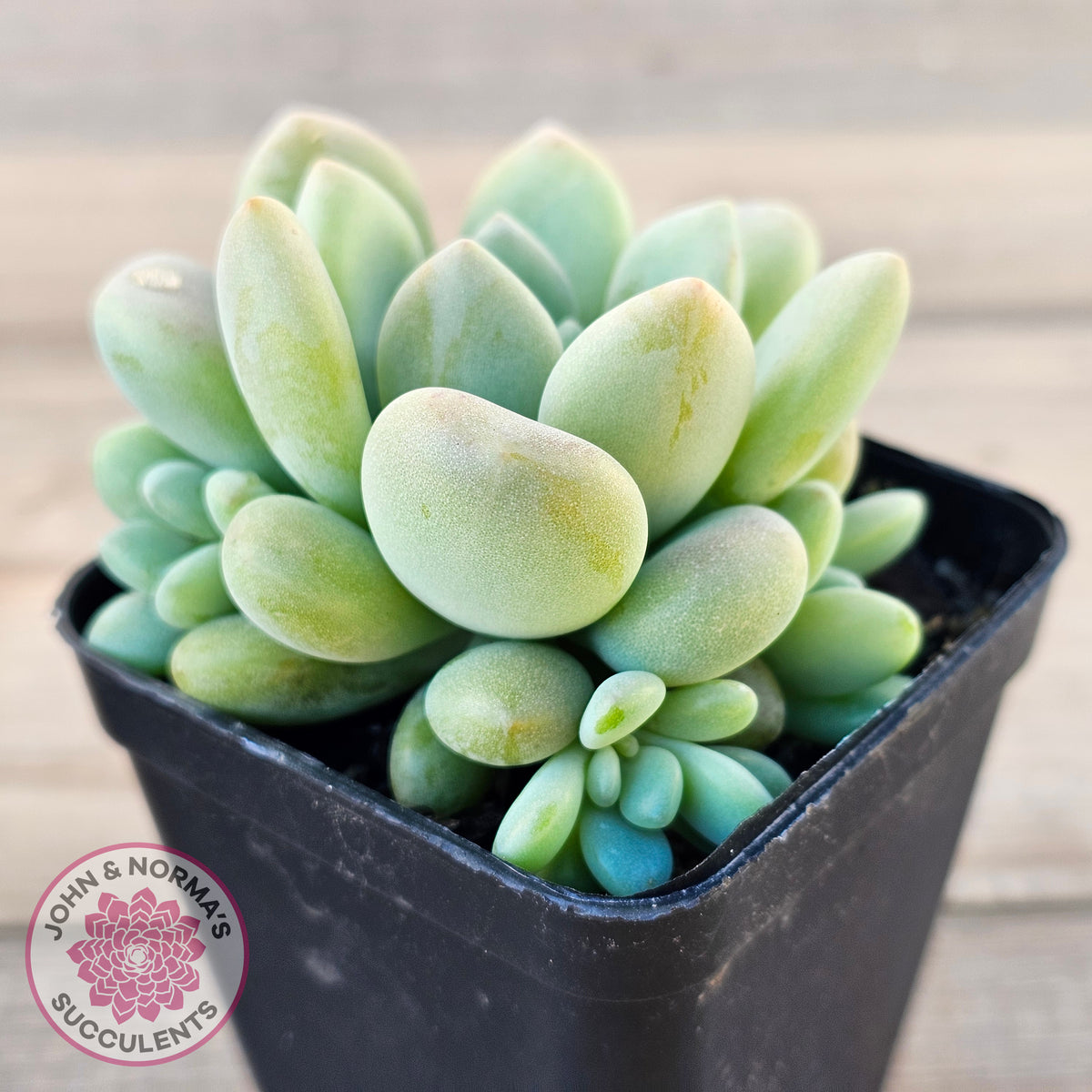 Pachyphytum 'Omega'