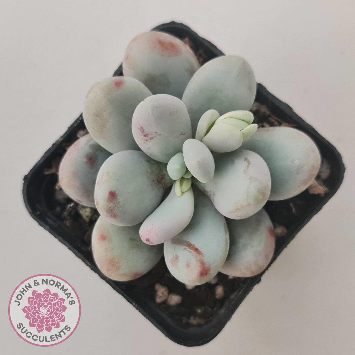 Pachyphytum oviferum 'Cheese'