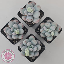 Load image into Gallery viewer, Pachyphytum oviferum 'Cheese' - John & Norma's Succulents Australia