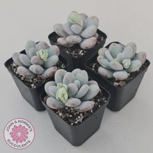 Load image into Gallery viewer, Pachyphytum oviferum 'Cheese' - John & Norma's Succulents Australia
