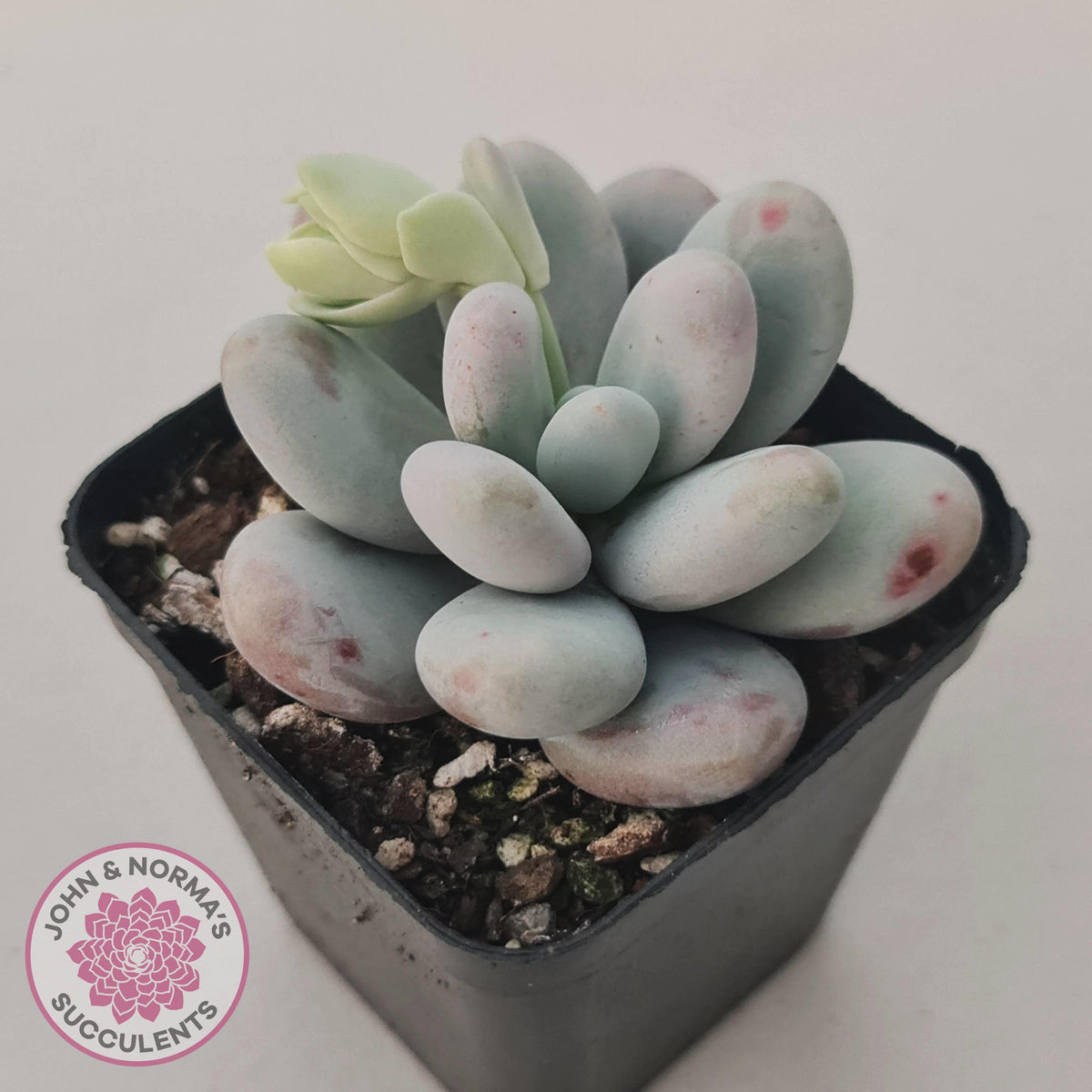 Pachyphytum oviferum 'Cheese'