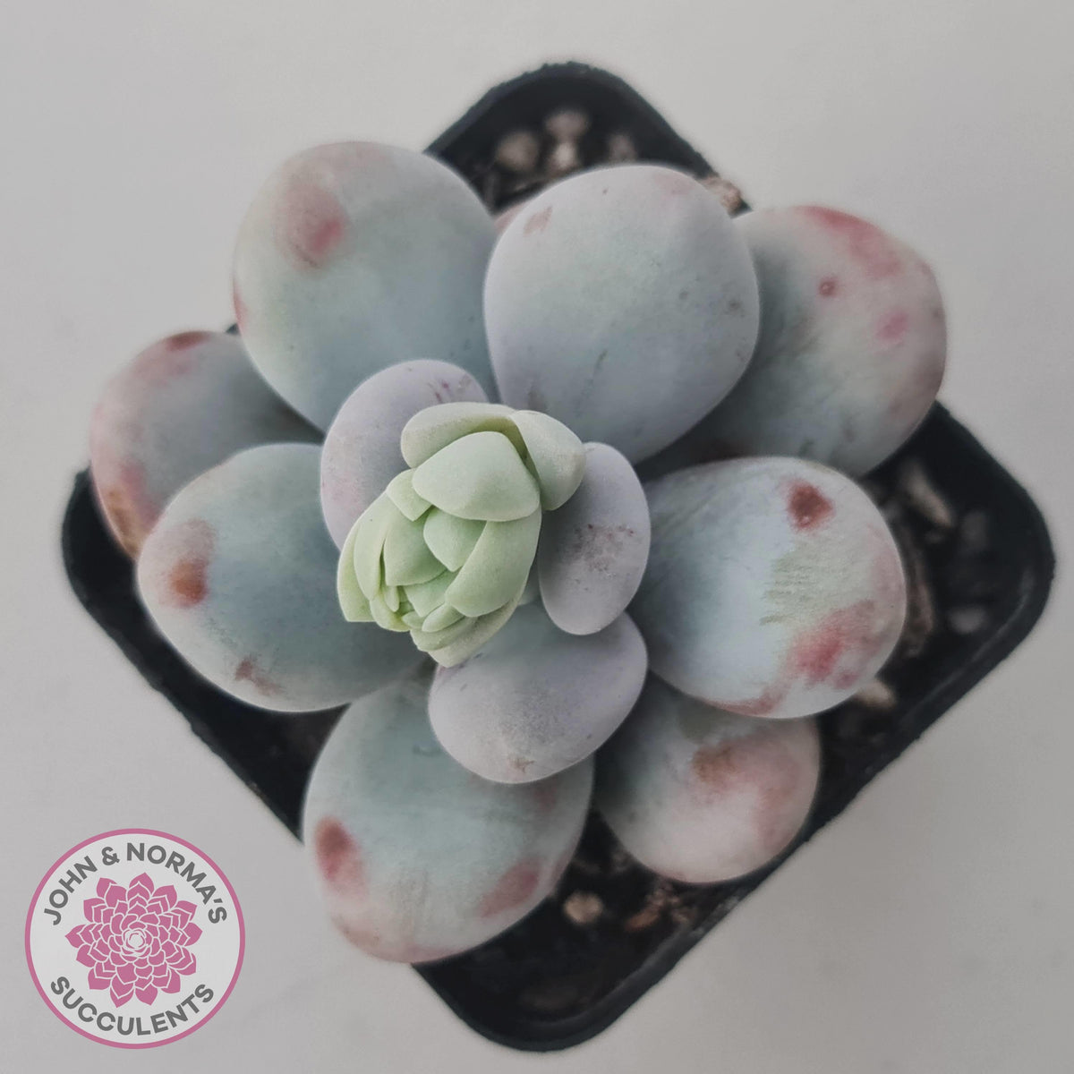 Pachyphytum oviferum 'Cheese'