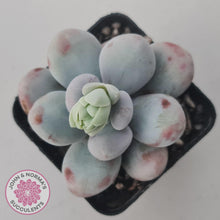 Load image into Gallery viewer, Pachyphytum oviferum 'Cheese' - John & Norma's Succulents Australia