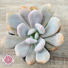 Load image into Gallery viewer, Pachyphytum 'Pink Bunny'