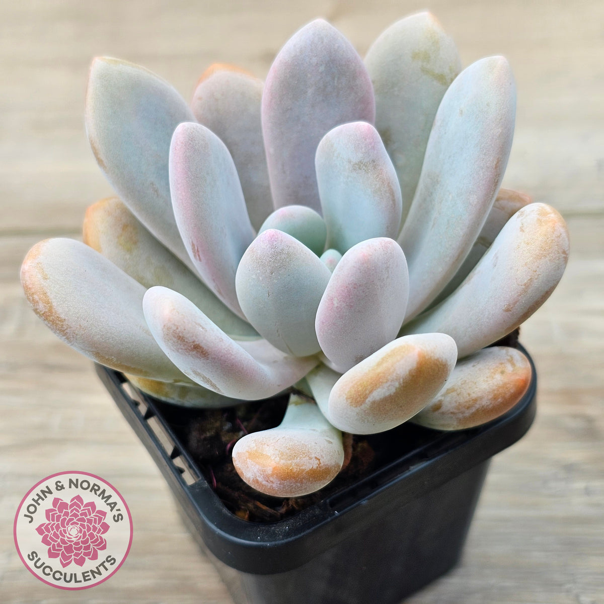 Pachyphytum 'Pink Bunny'