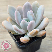 Load image into Gallery viewer, Pachyphytum 'Pink Bunny'