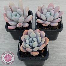 Load image into Gallery viewer, Pachyphytum 'Pink Bunny'
