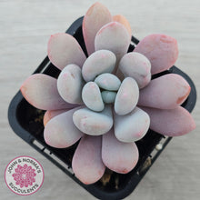 Load image into Gallery viewer, Pachyphytum 'Pink Bunny'