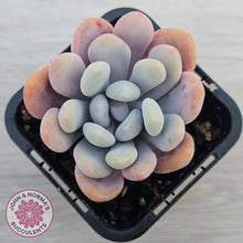 Load image into Gallery viewer, Pachyphytum 'Pink Bunny'