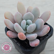 Load image into Gallery viewer, Pachyphytum 'Pink Bunny'