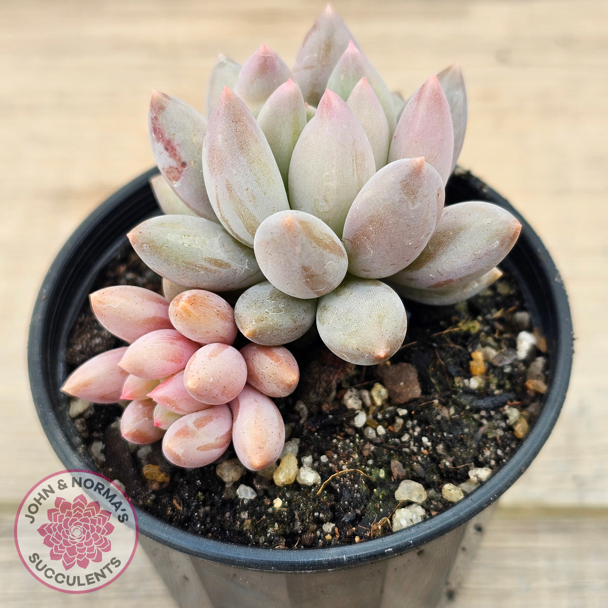 Pachyveria 'Red Dragonfly'