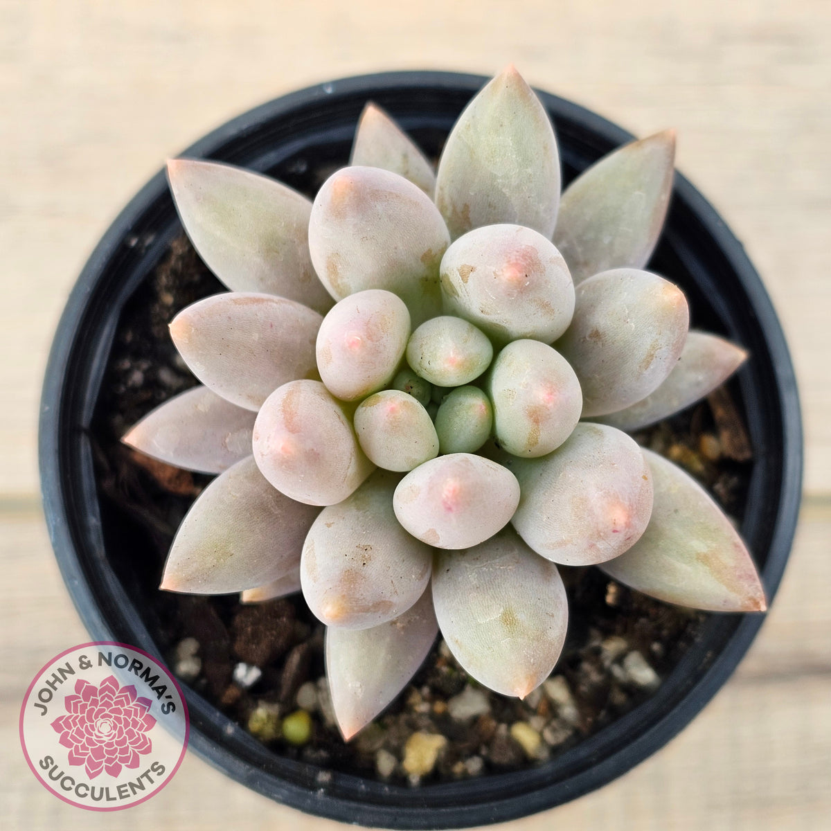 Pachyveria 'Red Dragonfly'