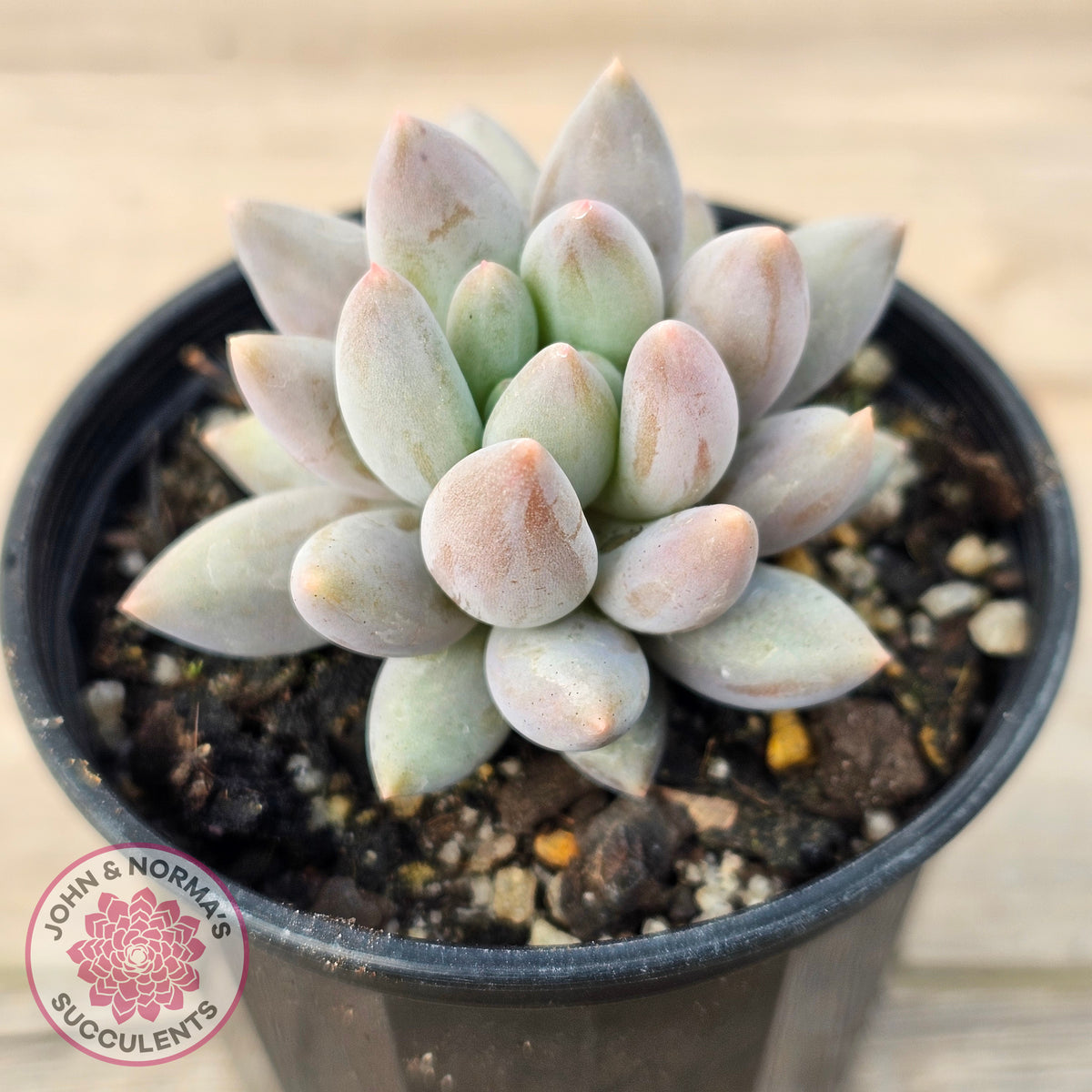Pachyveria 'Red Dragonfly'