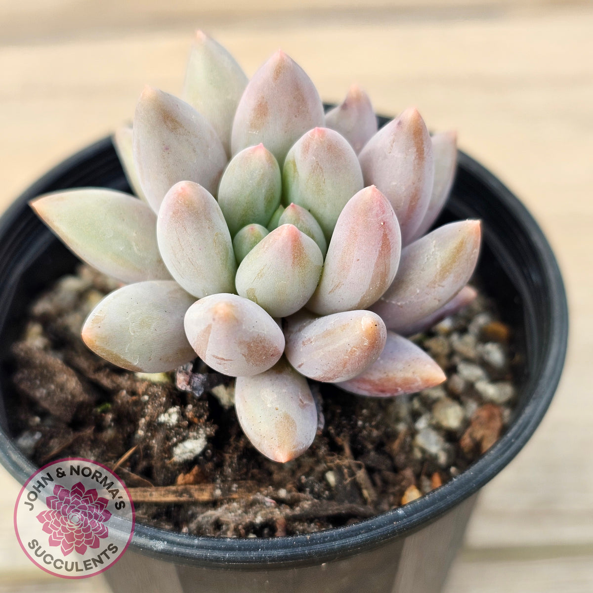 Pachyveria 'Red Dragonfly'