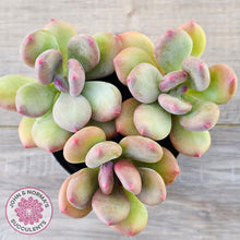 Load image into Gallery viewer, Pachyphytum 'Trumpet' Fat Leaf - Cutting