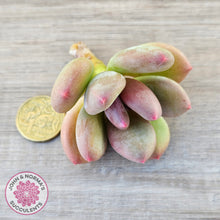 Load image into Gallery viewer, Pachyphytum 'Trumpet' Fat Leaf - Cutting