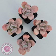 Load image into Gallery viewer, Pachyphytum 'Trumpet' Fat Leaf - John & Norma's Succulents Australia