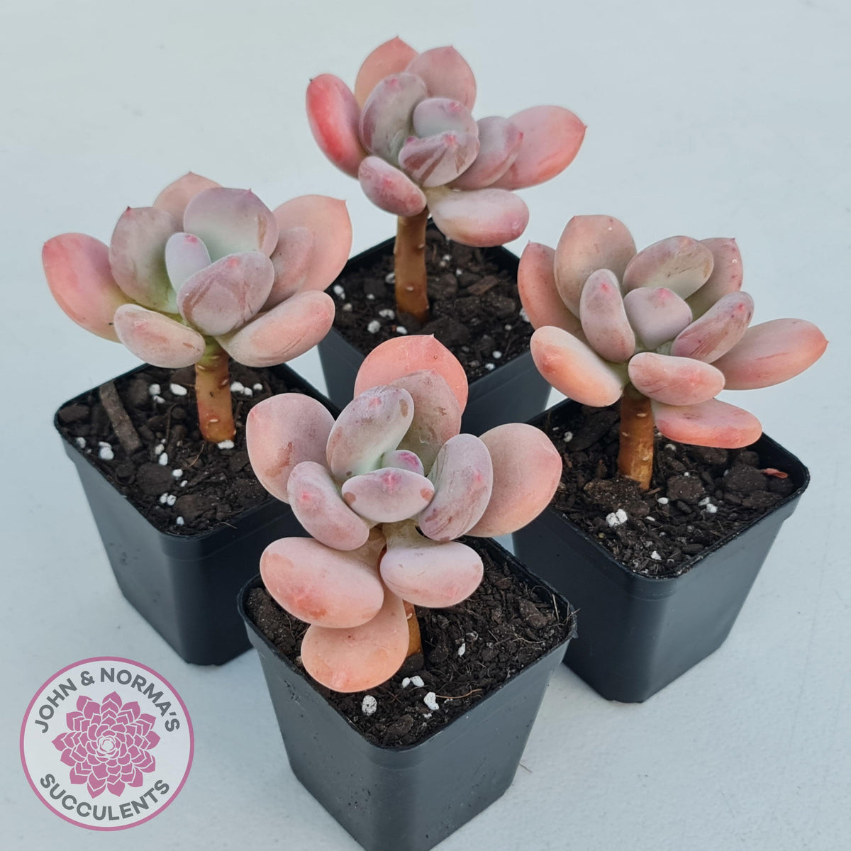 Pachyphytum 'Trumpet' Fat Leaf