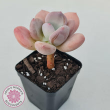 Load image into Gallery viewer, Pachyphytum 'Trumpet' Fat Leaf - John & Norma's Succulents Australia