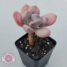Load image into Gallery viewer, Pachyphytum 'Trumpet' Fat Leaf - John & Norma's Succulents Australia