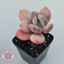 Load image into Gallery viewer, Pachyphytum 'Trumpet' Fat Leaf - John & Norma's Succulents Australia