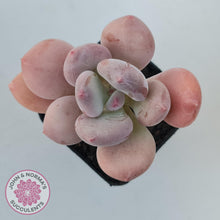 Load image into Gallery viewer, Pachyphytum 'Trumpet' Fat Leaf - John & Norma's Succulents Australia
