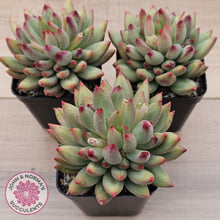 Load image into Gallery viewer, Pachyphytum 'Yeonji'