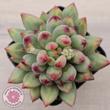 Load image into Gallery viewer, Pachyphytum 'Yeonji'